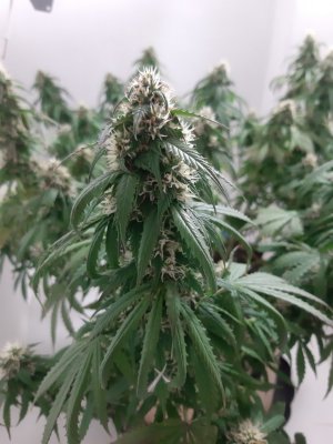 20231025_220950.jpg 20231025_220950.jpg