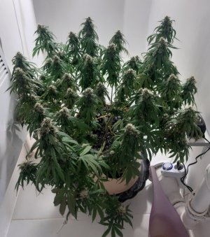 20231025_220749.jpg 20231025_220749.jpg