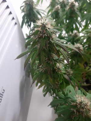 20231025_220701.jpg 20231025_220701.jpg