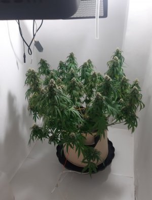 20231025_220610.jpg 20231025_220610.jpg