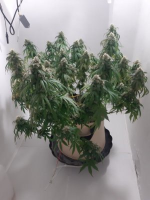 20231025_220515.jpg 20231025_220515.jpg