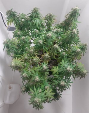 20231027_221612.jpg 20231027_221612.jpg