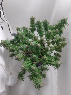 20231027_220909.jpg 20231027_220909.jpg