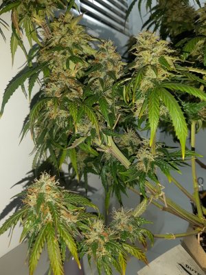 20231028_132458.jpg 20231028_132458.jpg