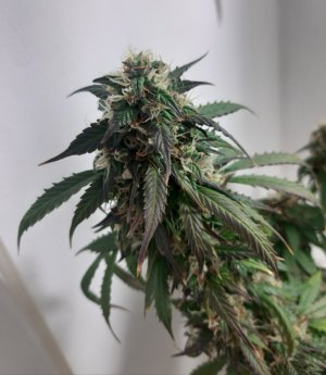 20231028_191952.jpg 20231028_191952.jpg