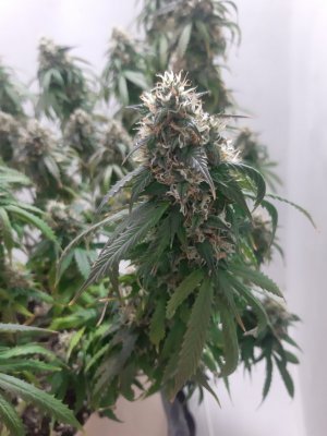 20231028_191854.jpg 20231028_191854.jpg