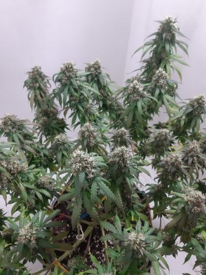 20231028_191743.jpg 20231028_191743.jpg