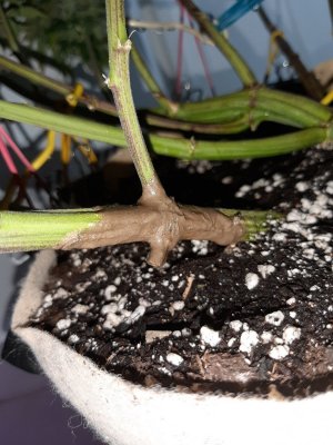 20231028_191336.jpg 20231028_191336.jpg