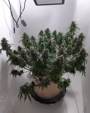 20231028_191538.jpg 20231028_191538.jpg