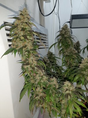 20231028_191419.jpg 20231028_191419.jpg