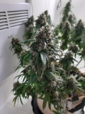 20231028_191522.jpg 20231028_191522.jpg