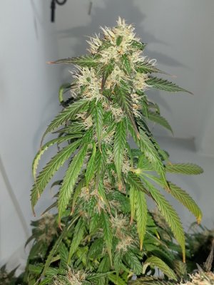 20231028_191507.jpg 20231028_191507.jpg