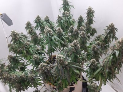 20231028_191250.jpg 20231028_191250.jpg