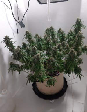 20231028_191305.jpg 20231028_191305.jpg