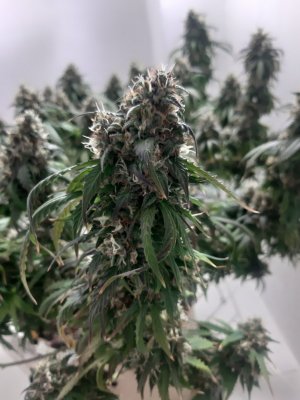 20231029_093729.jpg 20231029_093729.jpg