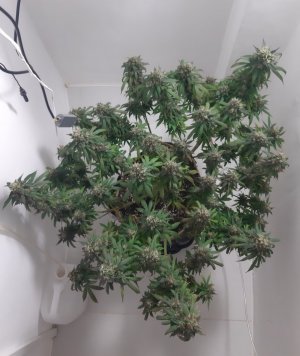 20231029_093610.jpg 20231029_093610.jpg