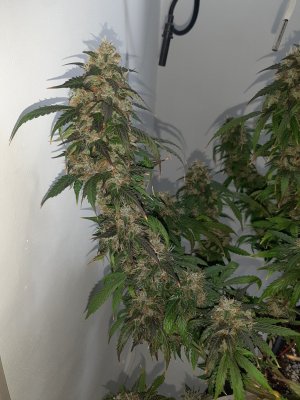 20231029_083902.jpg 20231029_083902.jpg