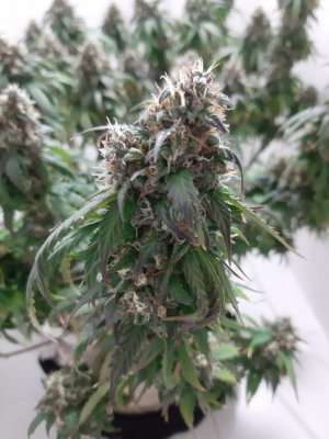 20231029_083513.jpg 20231029_083513.jpg