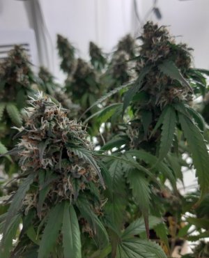 20231029_083721.jpg 20231029_083721.jpg