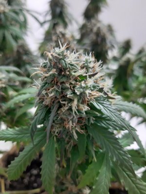 20231029_083618.jpg 20231029_083618.jpg