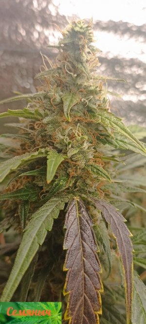 Picsart_23-10-27_07-28-30-946.jpg Picsart_23-10-27_07-28-30-946.jpg