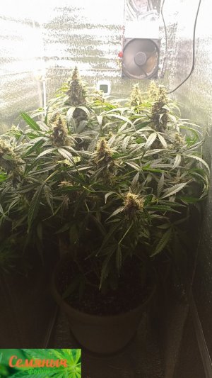 Picsart_23-10-29_08-07-52-087.jpg Picsart_23-10-29_08-07-52-087.jpg