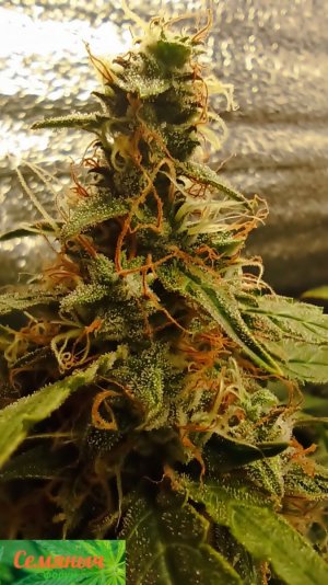 Picsart_23-10-27_07-33-53-637.jpg Picsart_23-10-27_07-33-53-637.jpg