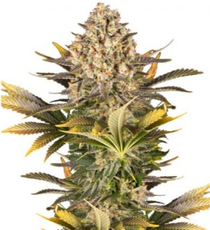 banana punch.jpg banana punch.jpg