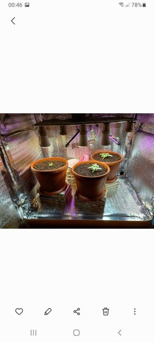 Screenshot_20220110-004636_Gallery.jpg Screenshot_20220110-004636_Gallery.jpg