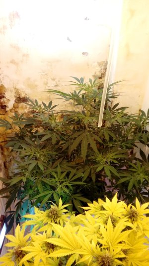 20220112_064454-min.jpg 20220112_064454-min.jpg