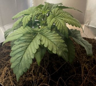 IMG_20220112_171356_250.jpg IMG_20220112_171356_250.jpg