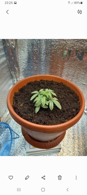 Screenshot_20220112-232522_Gallery.jpg Screenshot_20220112-232522_Gallery.jpg