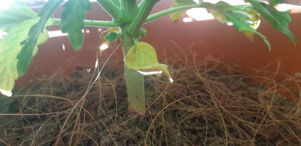 IMG_20220116_175612_424.jpg IMG_20220116_175612_424.jpg