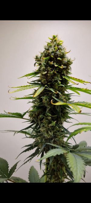 Screenshot_20220117-204242_Gallery (1).jpg