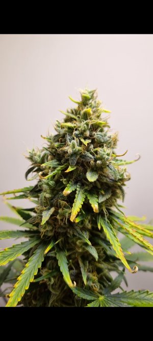 Screenshot_20220117-205717_Gallery (1).jpg