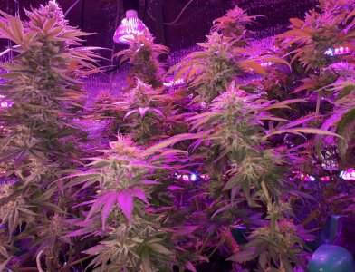 gorilla-glue-4-fem-anesia-seeds__61IMe3B8XwPa408A.jpg