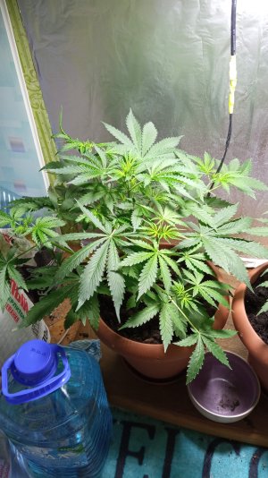 IMG_20220119_084449.jpg IMG_20220119_084449.jpg