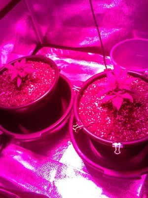 IMG_2022-01-22-17-21-15-113.jpg IMG_2022-01-22-17-21-15-113.jpg