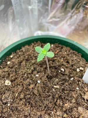 246804DF-7D89-44D0-92BD-D7D583E55B48.jpeg 246804DF-7D89-44D0-92BD-D7D583E55B48.jpeg