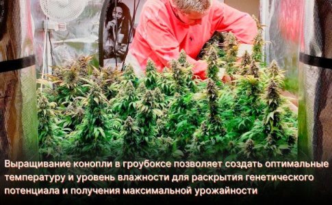 Температура и влажность для конопли Температура и влажность для конопли