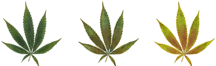 1643200163874.png 1643200163874.png