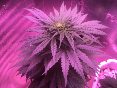 IMG_1809.PNG IMG_1809.PNG