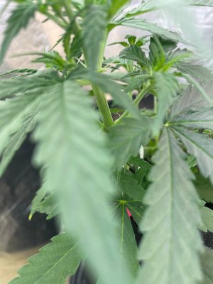 33198560-FAAA-4CBF-968B-D87352549584.jpeg 33198560-FAAA-4CBF-968B-D87352549584.jpeg