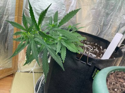 BA4D8EC5-1731-4210-A032-56115D7A37B3.jpeg BA4D8EC5-1731-4210-A032-56115D7A37B3.jpeg