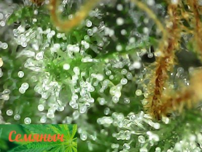 Picsart_23-10-31_01-11-14-684.jpg Picsart_23-10-31_01-11-14-684.jpg