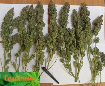 Picsart_23-10-31_01-07-53-897.jpg Picsart_23-10-31_01-07-53-897.jpg