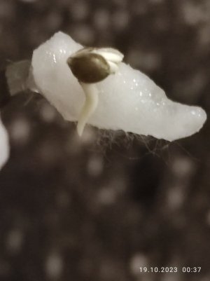 IMG_20231019_003723.jpg IMG_20231019_003723.jpg