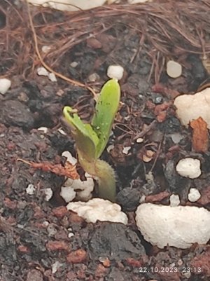 IMG_20231022_231300.jpg IMG_20231022_231300.jpg