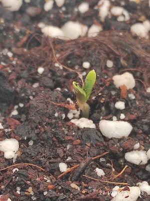 IMG_20231022_231331.jpg IMG_20231022_231331.jpg