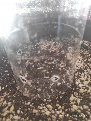 IMG_20231023_211542.jpg IMG_20231023_211542.jpg